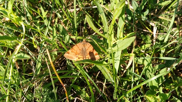 Euclidia glyphica - közönséges nappalibagoly