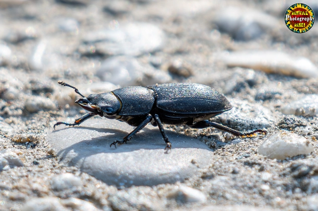Dorcus parallelipipedus - kis szarvasbogár
