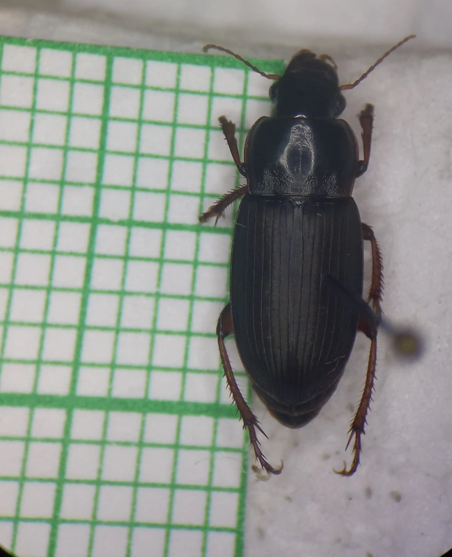 Harpalus smaragdinus - smaragd-lomhafutó