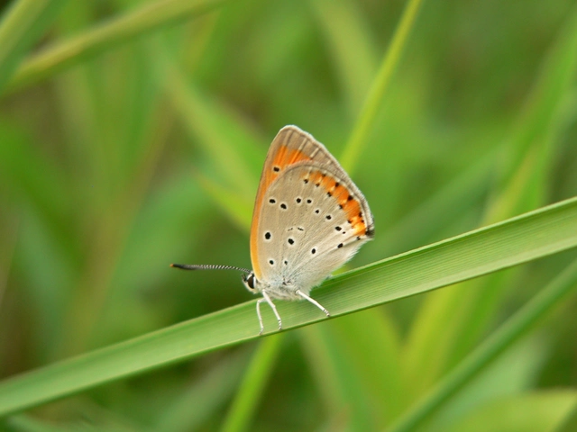 Lycaena dispar rutilus - nagy tűzlepke