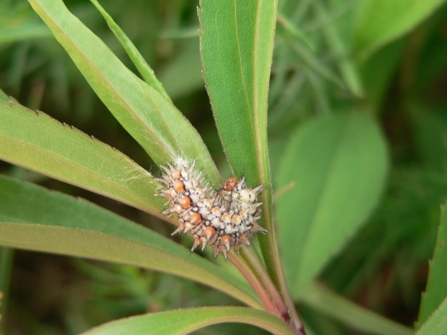 Melitaea didyma - tüzes tarkalepke