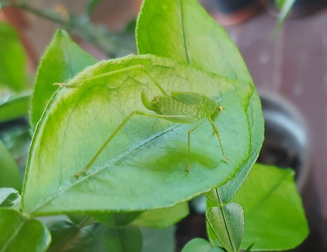 Phaneroptera nana - pontozott repülőszöcske