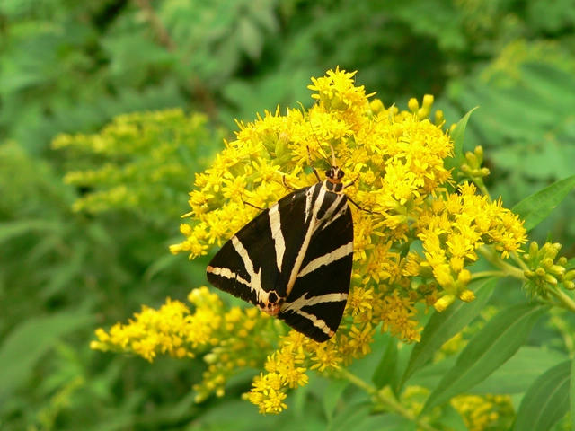 Euplagia quadripunctaria - csíkos medvelepke