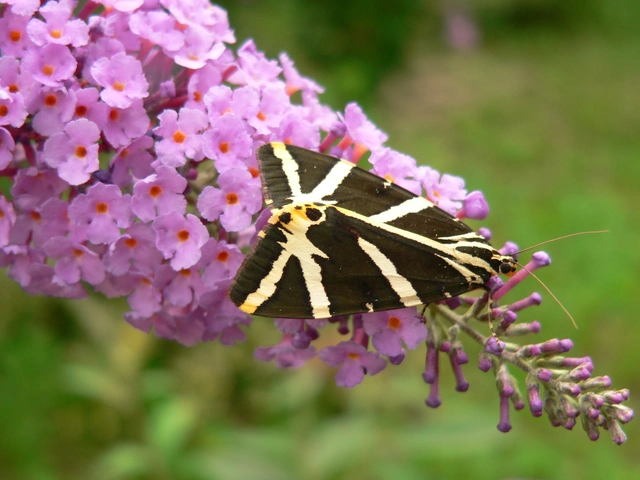 Euplagia quadripunctaria - csíkos medvelepke