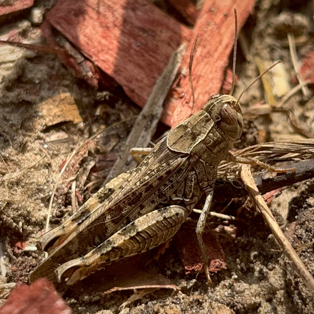 Calliptamus italicus - olaszsáska
