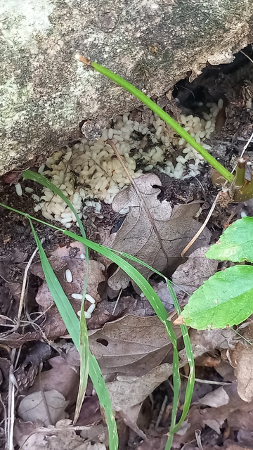 Formica fusca - kormos rabszolgahangya