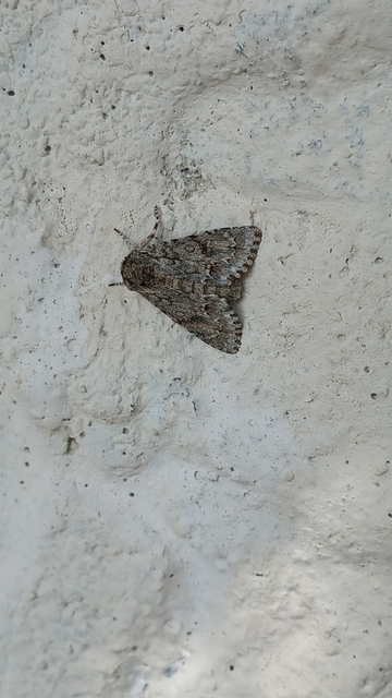 Acronicta aceris - vadgesztenye-szigonyosbagoly