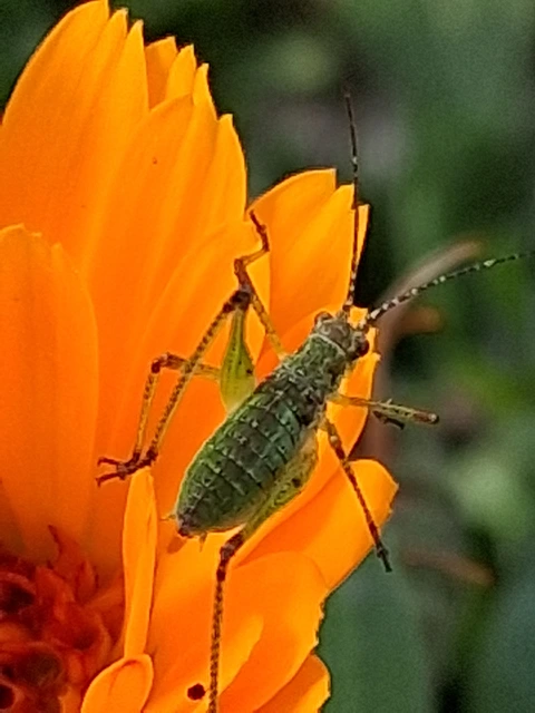 Phaneroptera