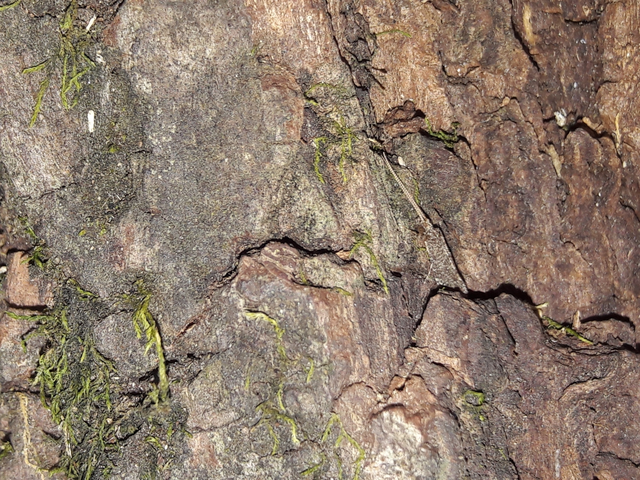 Trichoptera - Tegzesek