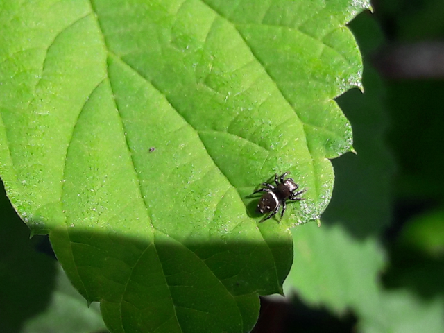 Heliophanus
