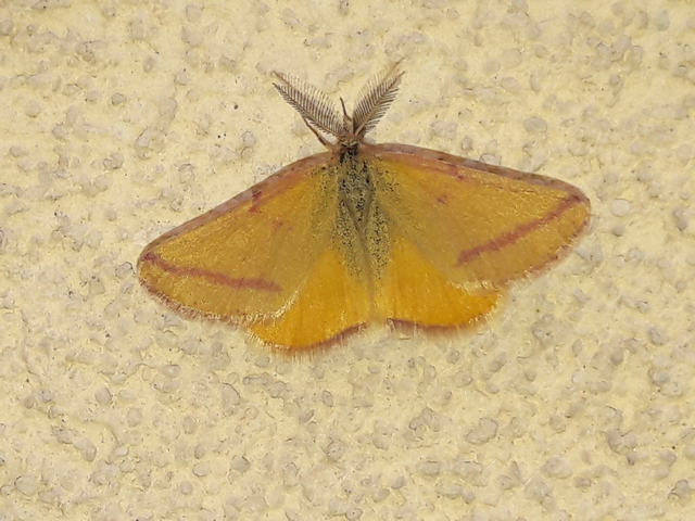 Lythria purpuraria - bíborsávos araszoló