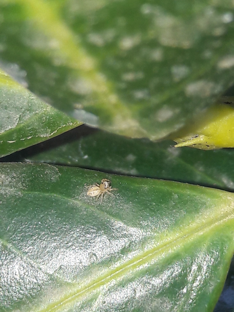 Salticidae - ugrópókok