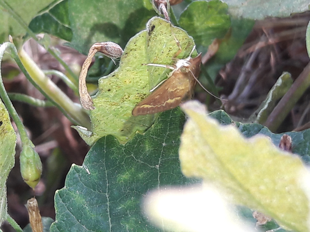 Ostrinia nubilalis - kukoricamoly