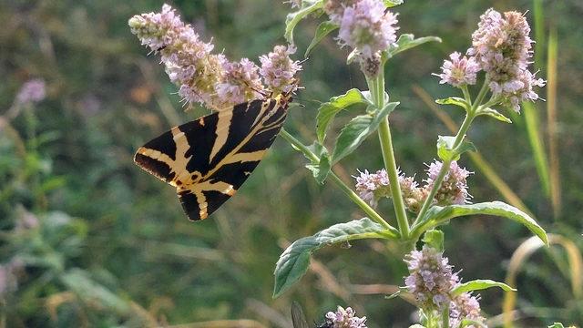 Euplagia quadripunctaria - csíkos medvelepke