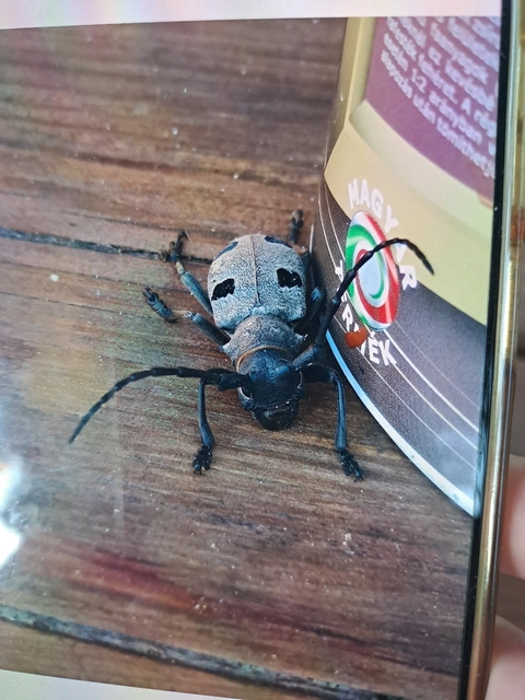 Morimus asper funereus - gyászcincér