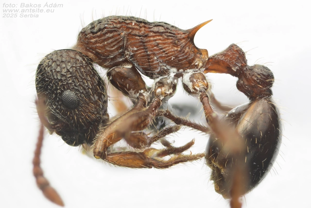 Myrmica schencki - kétszínű bütyköshangya