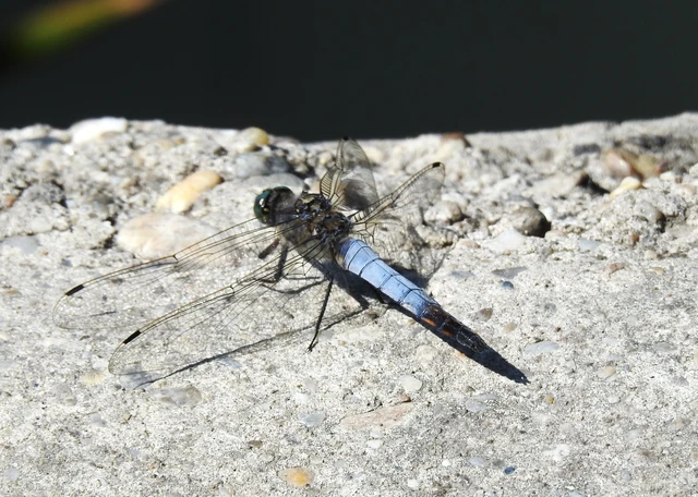Orthetrum cancellatum - feketefarkú pásztorszitakötő