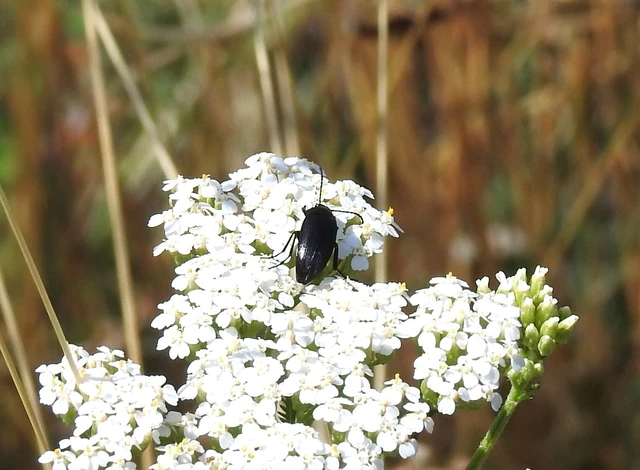 Podonta nigrita - szerecsenbogár