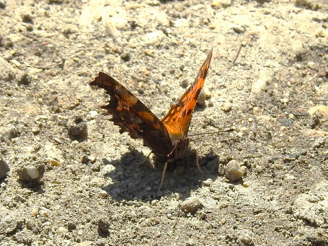 Nymphalis c-album - C-betűs lepke
