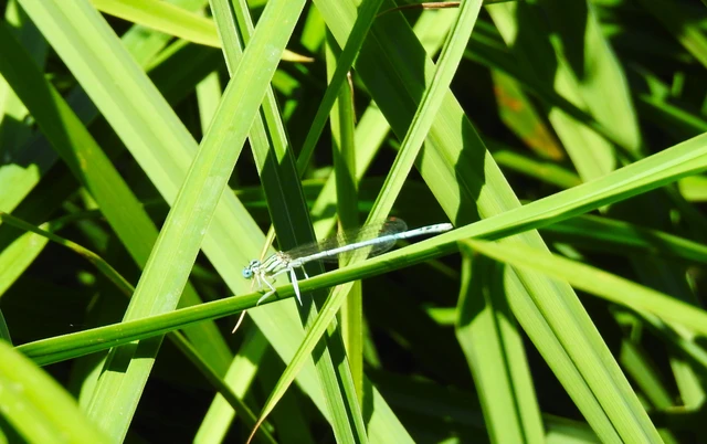 Platycnemis pennipes - széleslábú szitakötő