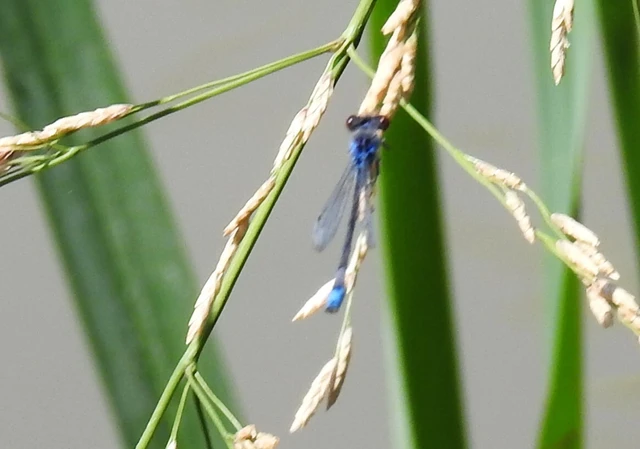 Erythromma viridulum - kis pirosszemű-légivadász