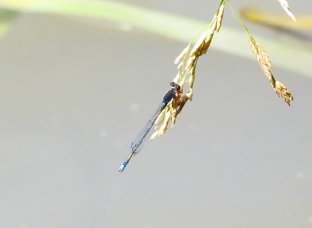 Erythromma viridulum - kis pirosszemű-légivadász