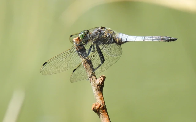 Orthetrum cancellatum - feketefarkú pásztorszitakötő