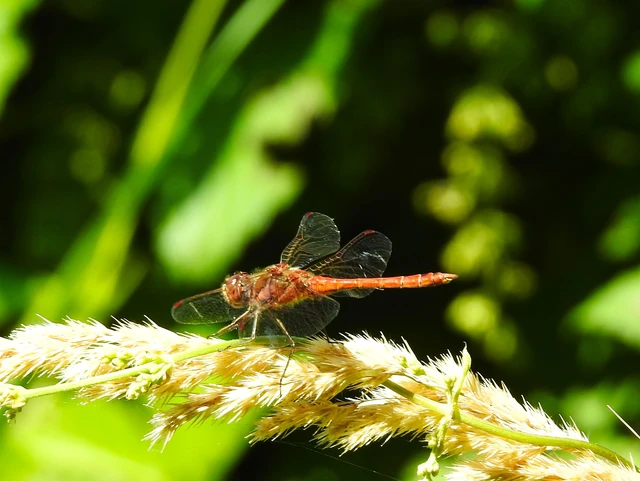 Sympetrum vulgatum - barkós katona-szitakötő