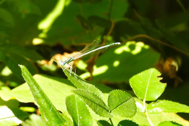 Platycnemis pennipes - széleslábú szitakötő