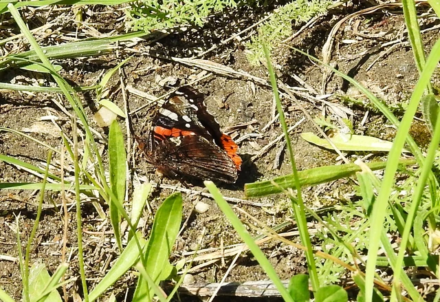 Vanessa atalanta - atalantalepke