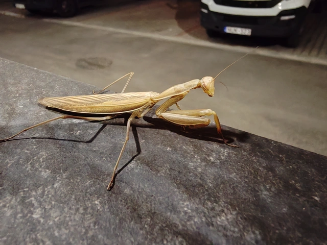 Mantis religiosa - imádkozósáska