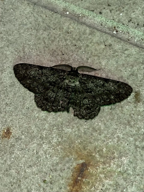 Hypomecis roboraria - nagy tölgyfaaraszoló