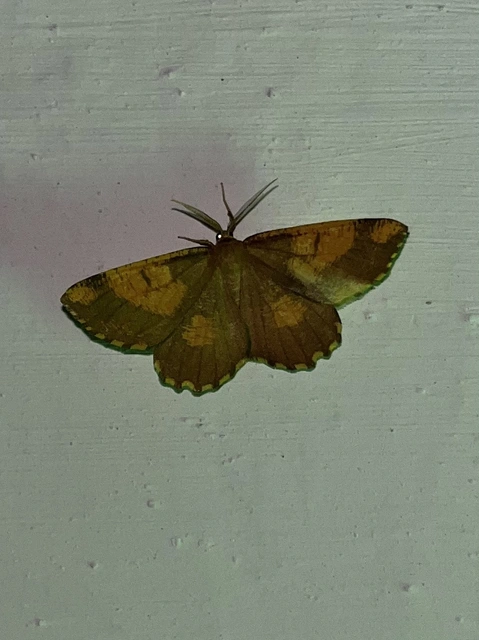 Angerona prunaria - sárga kökényaraszoló