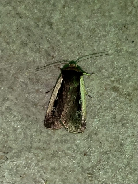 Ochropleura plecta - fehérszegélyű fűbagoly
