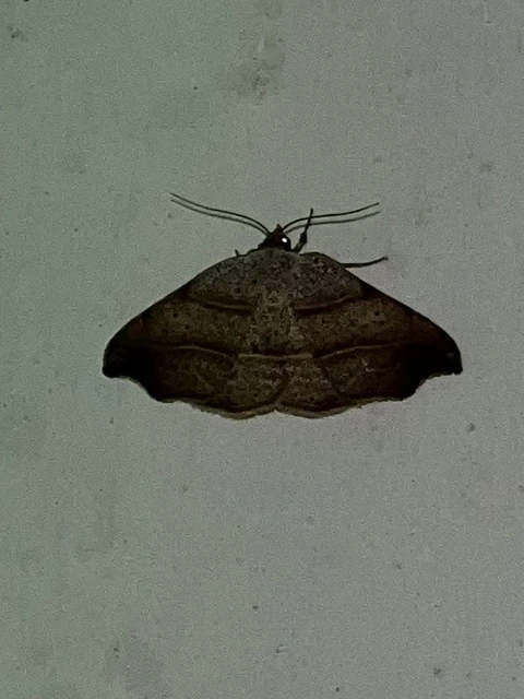 Laspeyria flexula - zuzmóbagoly