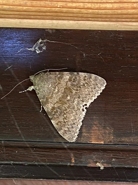 Catocala elocata - közönséges övesbagoly