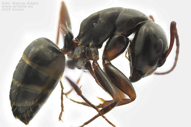 Camponotus fallax - ligeti lóhangya