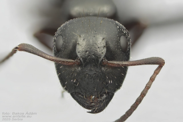 Camponotus piceus - szurkos lóhangya