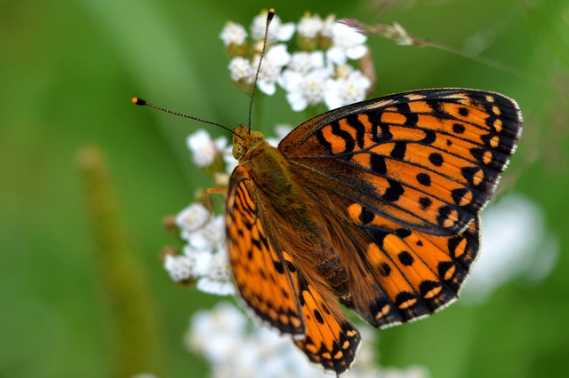 Argynnis aglaja - kerekfoltú gyöngyházlepke Argynnis aglaja - kerekfoltú gyöngyházlepke