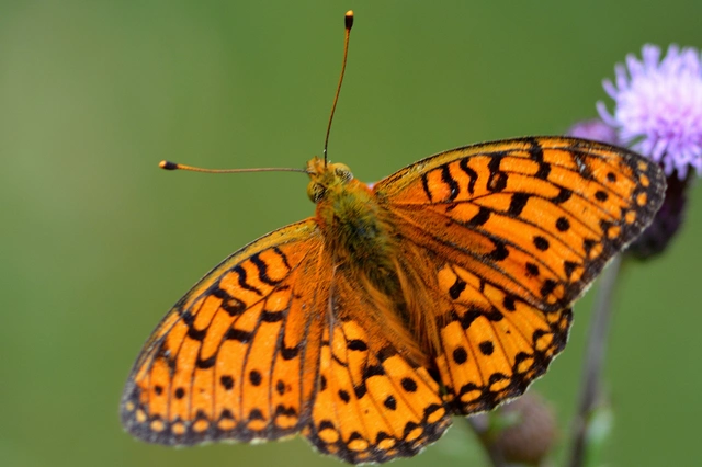 Argynnis adippe - ezüstös gyöngyházlepke