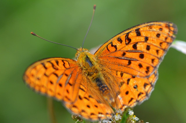 Argynnis adippe - ezüstös gyöngyházlepke