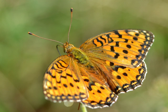 Argynnis adippe - ezüstös gyöngyházlepke
