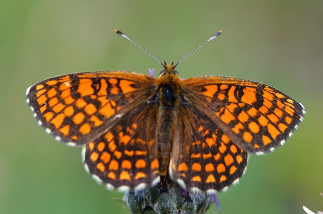 Melitaea athalia - közönséges tarkalepke