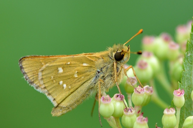 Hesperia comma - vesszős busalepke