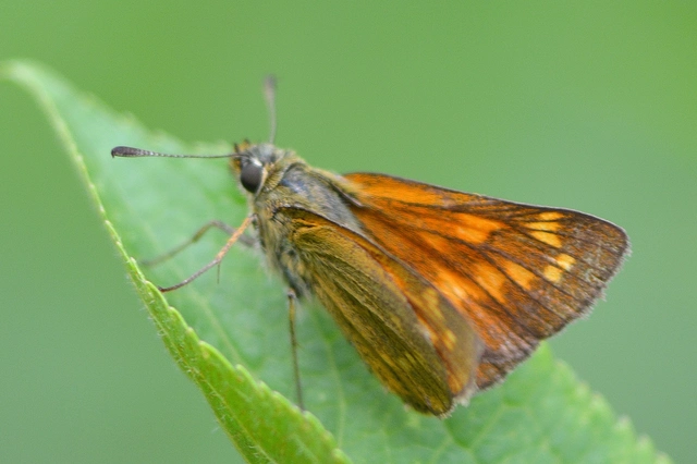 Ochlodes sylvanus - erdei busalepke