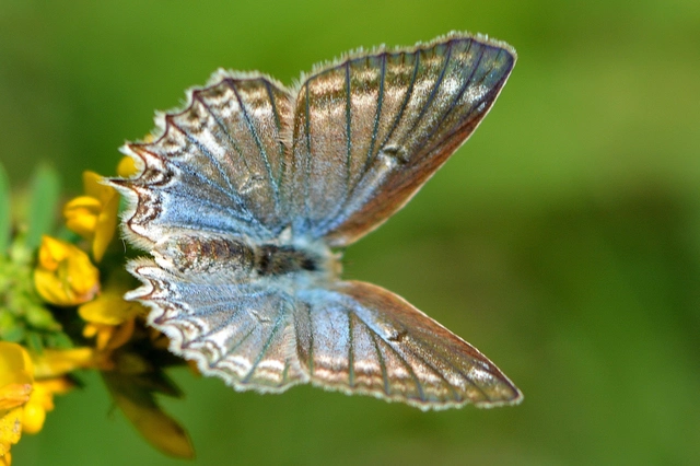 Polyommatus daphnis - csipkés boglárka