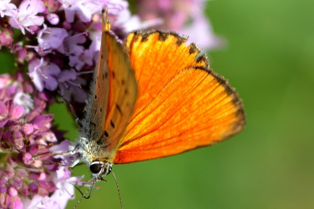 Lycaena virgaureae - arany-tűzlepke