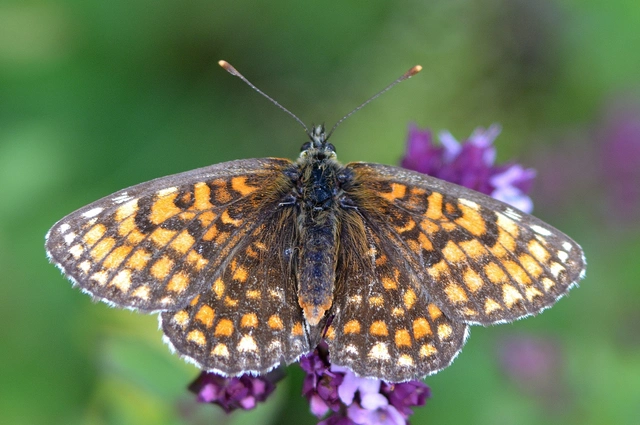 Melitaea athalia - közönséges tarkalepke