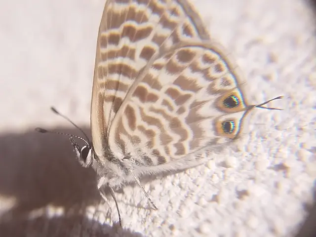 Leptotes pirithous - déli boglárka