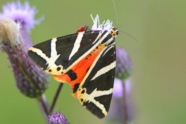 Euplagia quadripunctaria - csíkos medvelepke
